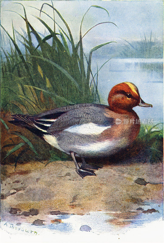 Wigeon bird 19世纪彩色插图